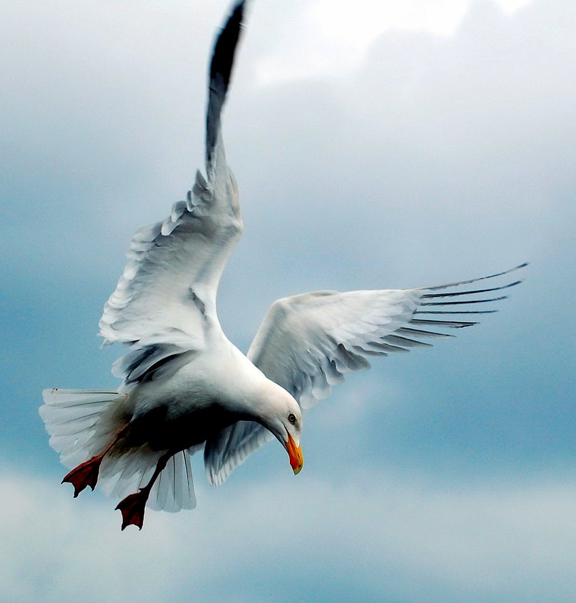CarlBovisNature's tweet photo. Herring Gull!
The first 'bird in flight' photo I was proud of! π¦
Taken way back in 2006, shortly after purchasing my first DSLR & lens, a Nikon D50 & a basic 70-300mm zoom!
This pic was used by a college in Europe to show bird anatomy to students. π
#photoflashbackfriday https://t.co/yo5LNY8YPi