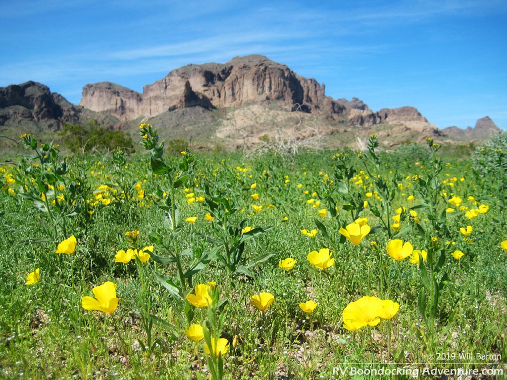 Spring wildflowers blanket the desert floor below Saddle Mountain west of Phoenix, Arizona. #willramble #picoftheday #wildflowers #phoenix #arizona #arizonawildflowers #desertwildflowers #publiclands #arizona_landscapes