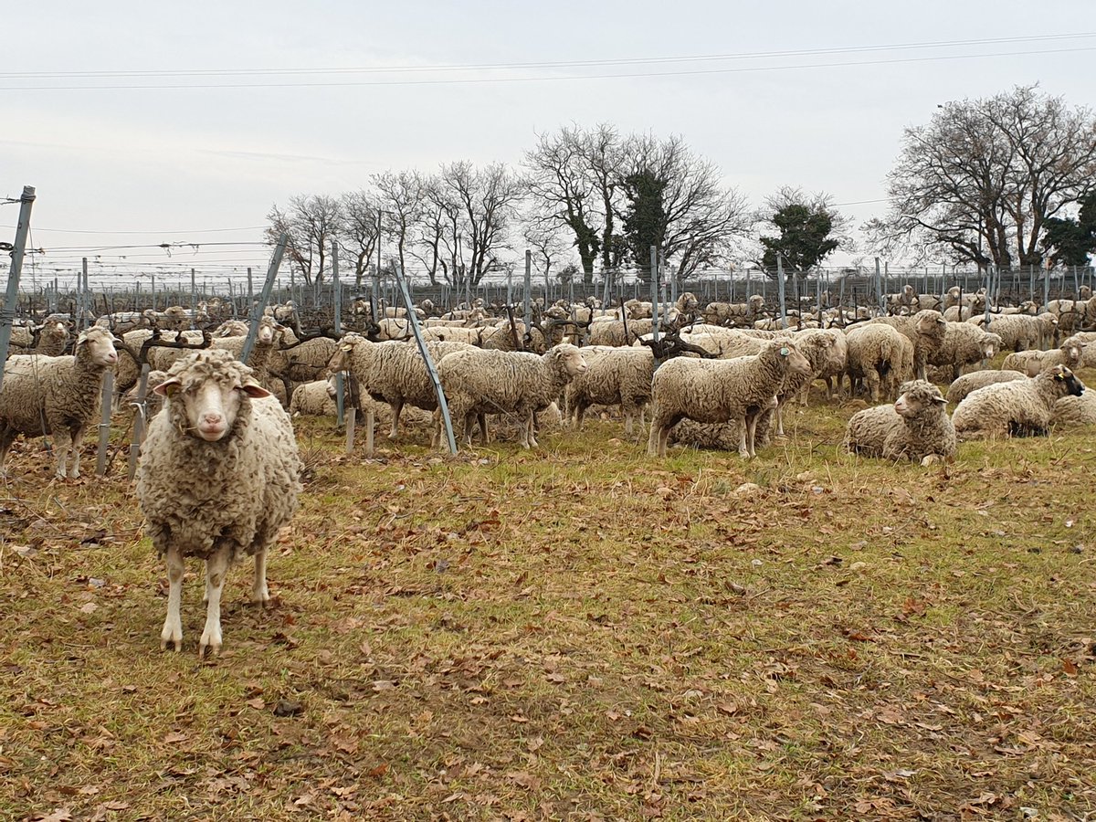 MaisonOgier's tweet photo. Nos équipes d'entretien des vignes prennent leur travail très à cœur cette année 🐑🐑 #MaisonOgier #châteauneufdupape #wine #sheep #vineyard #bio #rhonevalley https://t.co/fhdVz3Chcy