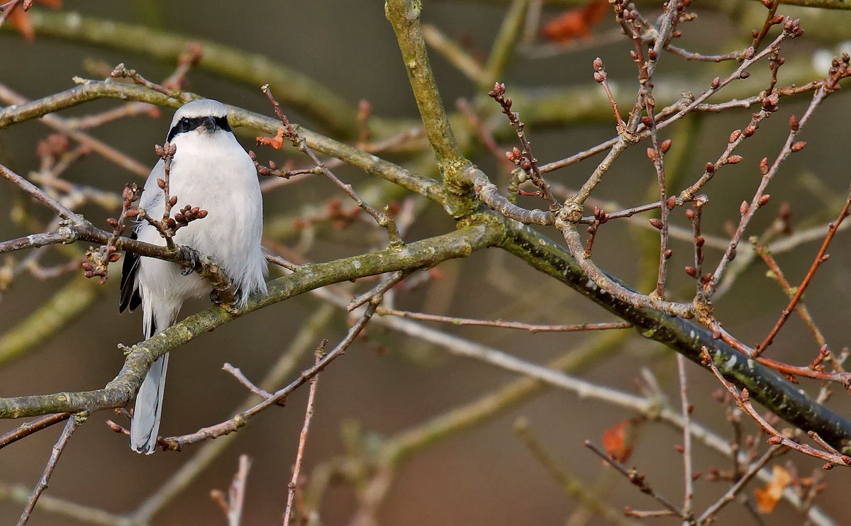 Great Grey #Shrike at #Clumberpark Nottinghamshire this am. Difficult in strong wind but a smart bird @NottsBirdingHQ <a href="/RareBirdAlertUK/">RareBirdAlertUK</a> <a href="/NottsBirders/">Notts Birdwatchers</a> <a href="/BirdGuides/">BirdGuides</a>