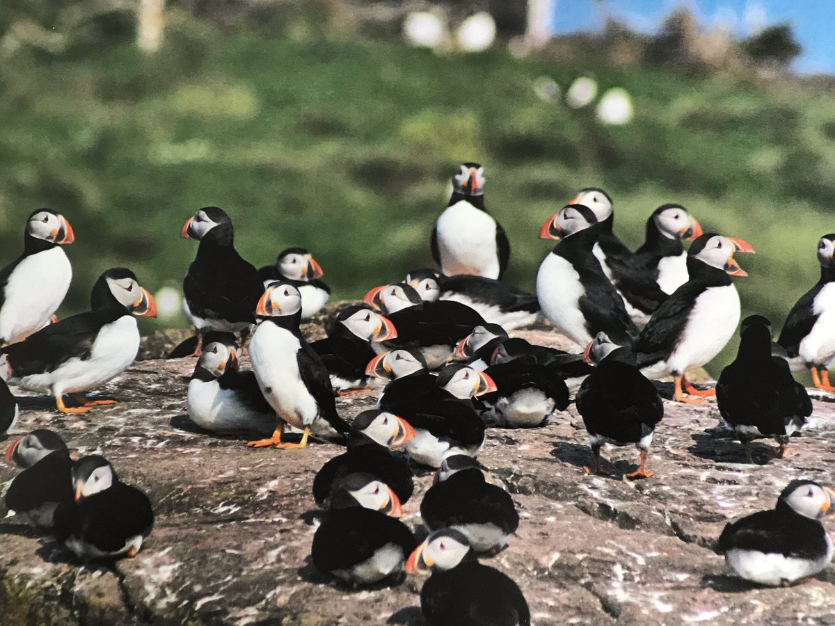 The gang is soo excited!Wildlands.com is flying again! Check out the new website and give us an RT. Join us for small group, gentle, escorted tours in Newfoundland and southern Labrador <a href="/CruiseNL/">Cruise Newfoundland and Labrador</a> <a href="/kathistacey/">Kathi’sRoadTrips</a> <a href="/obrienstours/">O'Brien's Boat Tours</a> @seaofwhalesnl <a href="/ParksCanadaNL/">Parks Canada, Newfoundland and Labrador</a> <a href="/Theoutfittersnl/">The Outfitters</a>