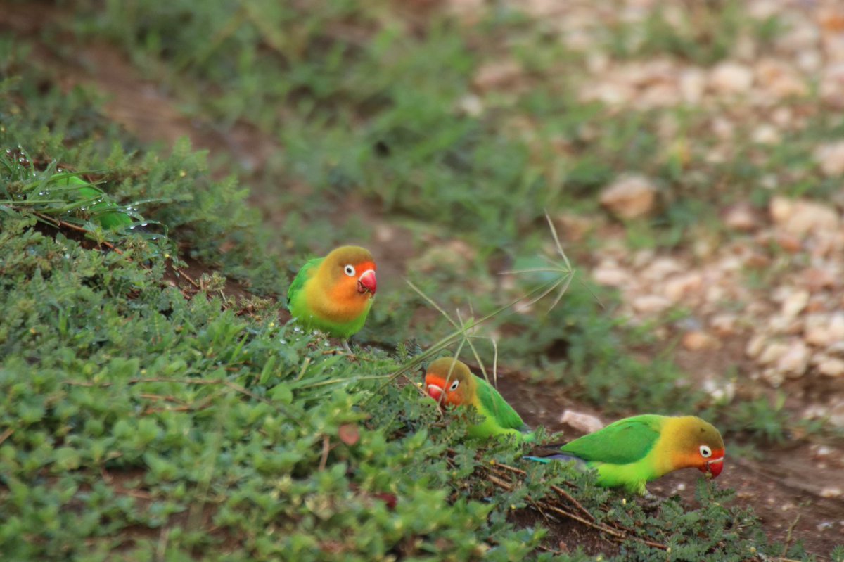 かるぼん 野生のインコみて T Co Hxvbuuj6dx Twitter
