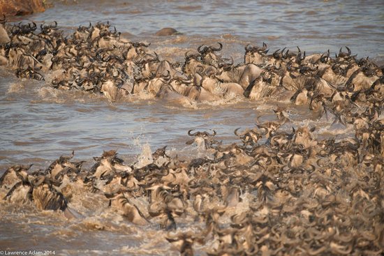 Serengeti Wildebeest crossing Mara river. #amazingsafaris #wildebeestsafari #mararivercrossing #borderlesstours