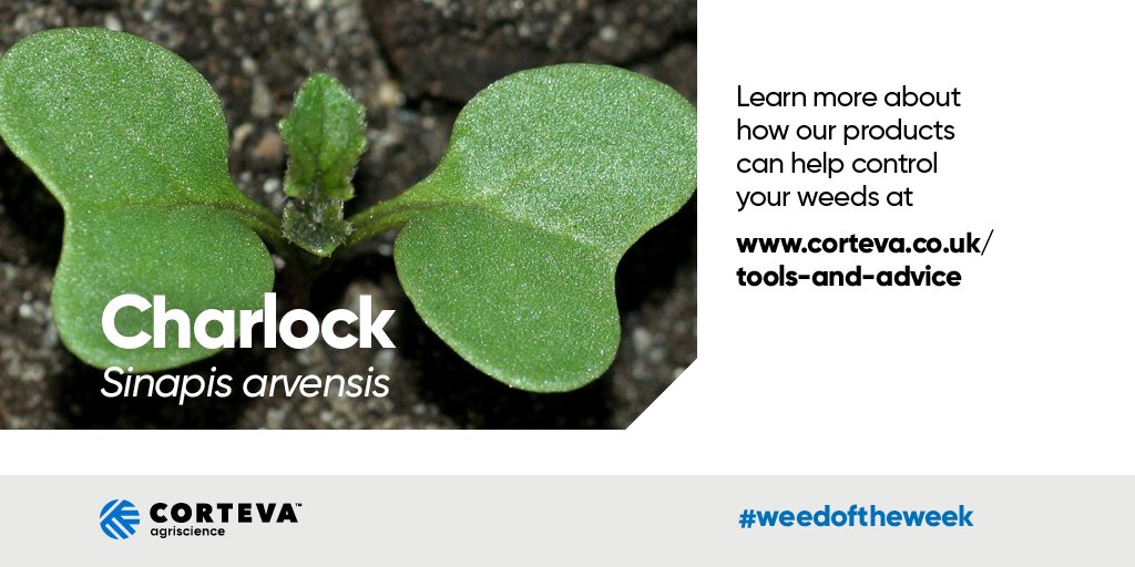CortevaUK's tweet photo. Our #WeedOfTheWeek is #Charlock, a highly competitive weed in cereals, mainly germinating in the spring. A common cause of elevated erucic acid levels in finished rapeseed oil. Best controlled in cereals when small with products such as #Zypar at 0.75l/ha. https://t.co/in86AYMgyR https://t.co/dSkeWNmIub