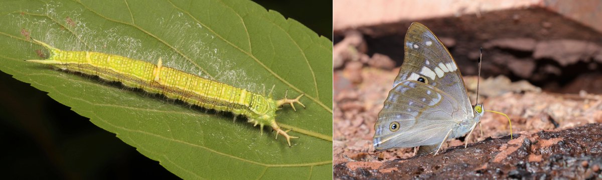  #METAMORPHOSIS - Naga Emperor (Chitoria naga, Apaturinae, Nymphalidae) https://flic.kr/p/QJ6Tha  #insect  #China  #Yunnan  #entomology  #Lepidoptera  #butterfly