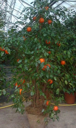 Supazaar's tweet image. Orange and Lemons Trees now available! That's right, as if by magic they'll grow right on time for your event this 2019. We call it fruit dressing. 🍊🍋🌳 ow.ly/wyxs30o3Dlj