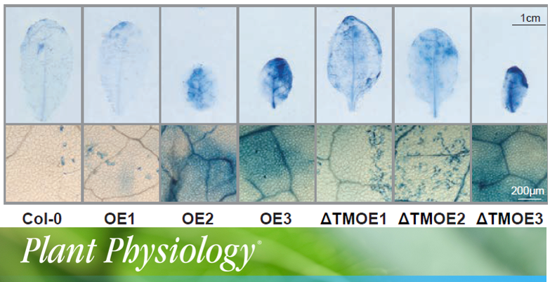 ANAC017 coordinates organellar functions and stress responses by reprogramming retrograde signaling doi.org/10.1104/pp.18.…