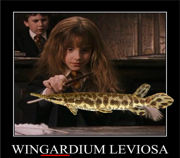 Atfredri's tweet image. Combining my two great passions in life. I blame @SolomonRDavid 
#GarLab