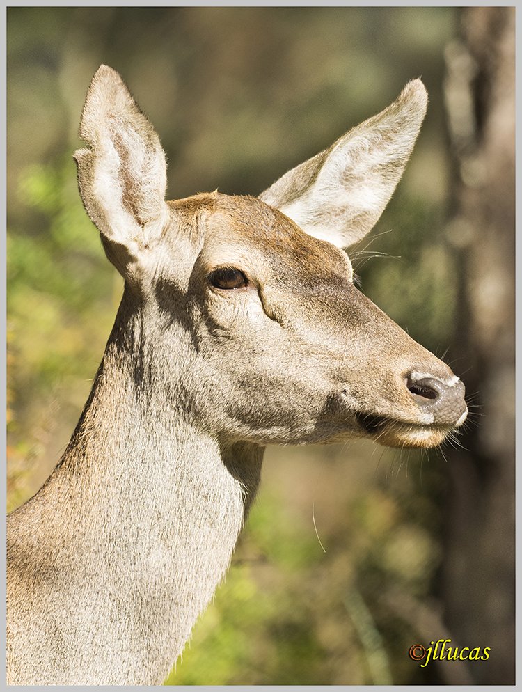 Ciervo o venado hembra.
(Cervus elaphus)
#ZascandileandoPorCLM #Parquenaturalserraniadecuenca #cuencaesunica #Cuenca #zascandileandoporcuenca #descubrecuenca