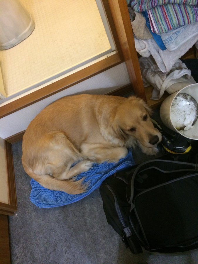 二宮祥平は結婚して嫁や子供はいる 身長や愛犬 愛車もチェック Youtuber Hacker