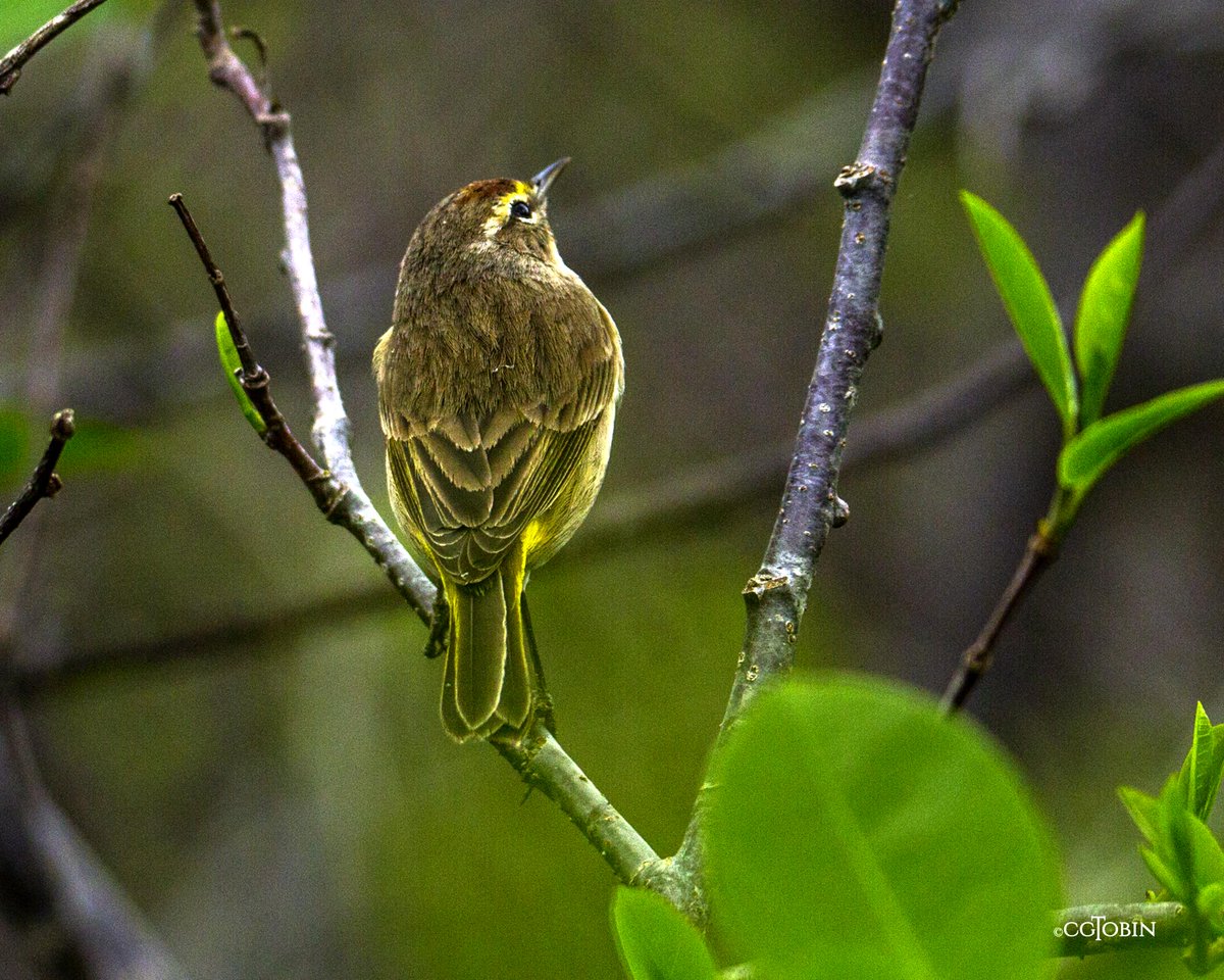 Let the light shine on me..
the beautiful little Palm Warbler #birds #warblers #palmwarbler #tiny #light #wings #avian