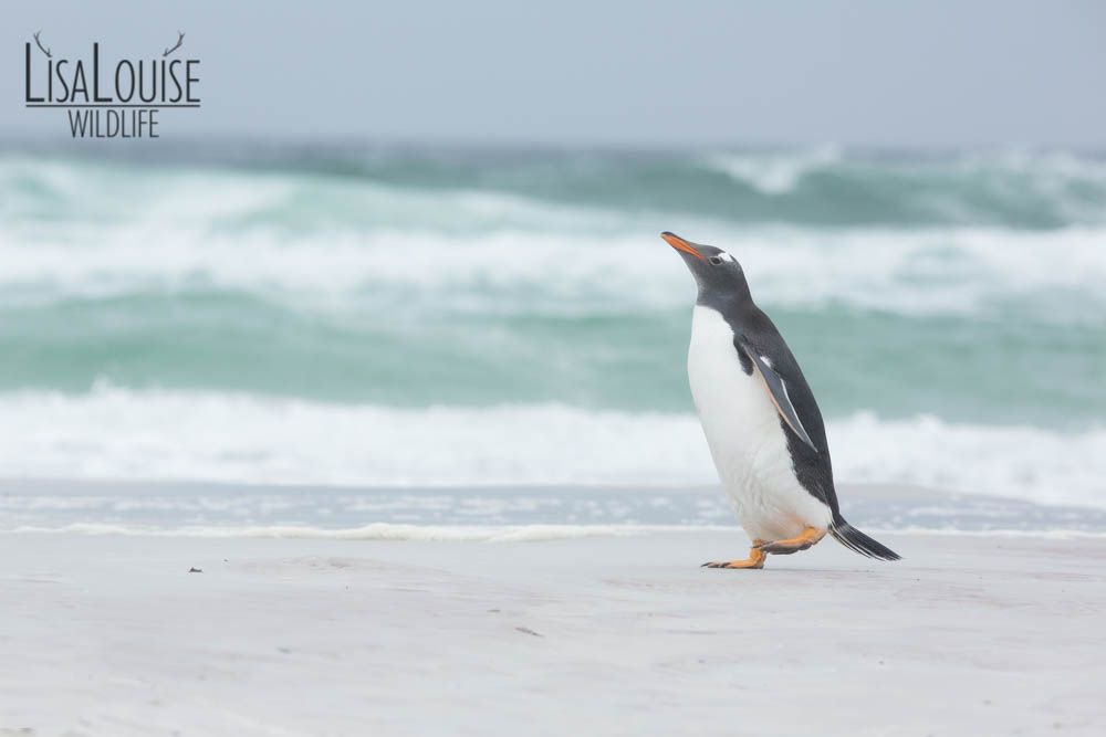 LisaLouiseG's tweet photo. If i could be anywhere right now this would be where... 

Gentoo Penguin (Pygoscelis papua) displaying and calling on beach and drying out after coming back from hunting trip, Falkland Islands https://t.co/fU7XsgviFe