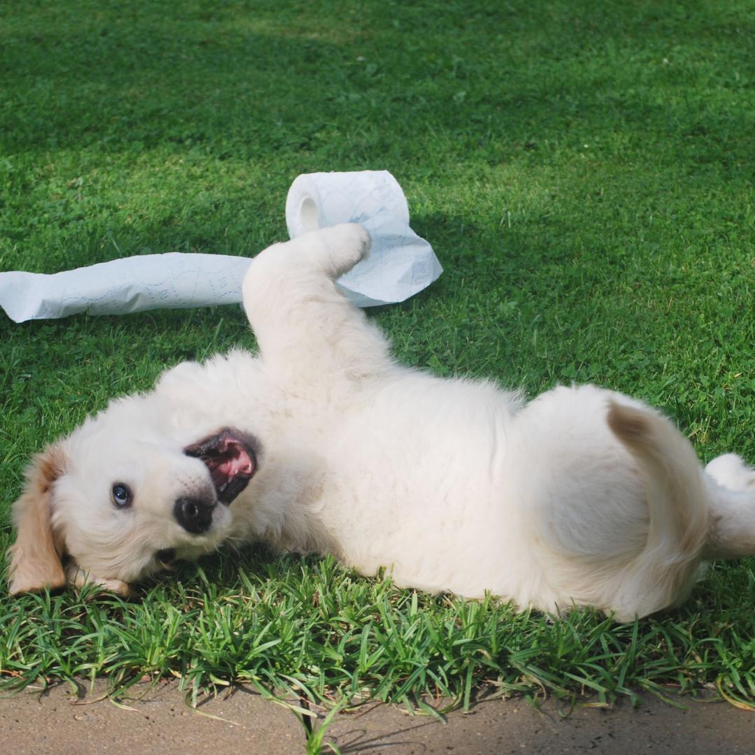 forbabs4pets's tweet photo. No matter what your pet gets into, they still deserve some love!

#ForBabs #ForBabs4Pets

#Dog #dogsofig #dogsofinstagram #doggo #doge #petsofig #petsofinstagram https://t.co/JLUtxJk7kW