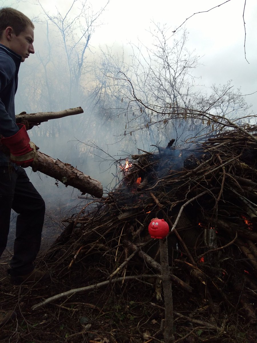 On red nose Day our Outdoor Adventure students <a href="/Sparsholt_Coll/">Sparsholt College</a> were helping @ItchenValleyCP to clear an area with infected red needle blight Corsican pine trees. Well done students! Great job!