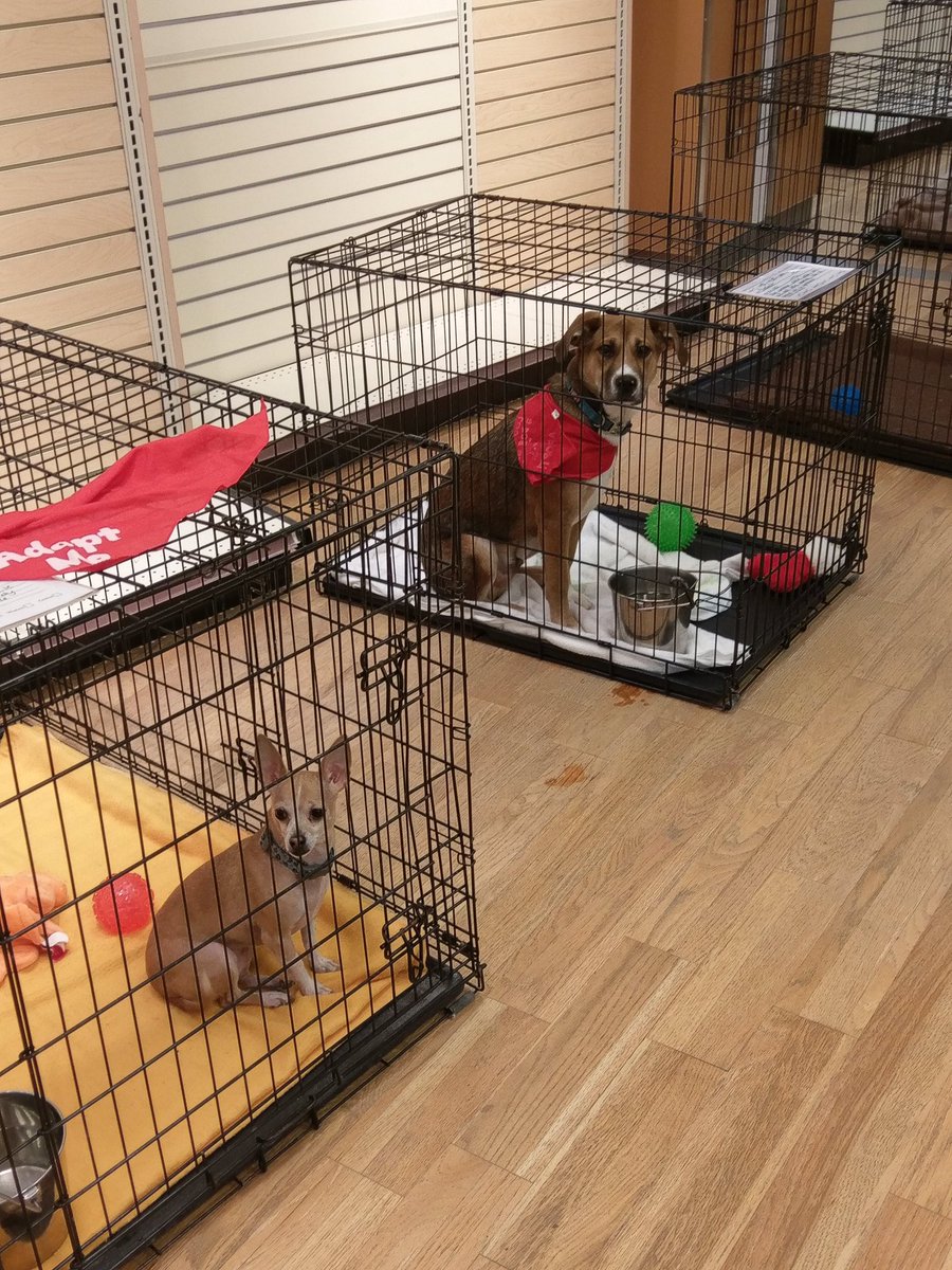 CHQCountyHumane's tweet image. Help us get 17 animals home this weekend during the St. Pawtrick’s Adoption Event at the @ChautauquaMall .  The adoption center will be closed today and tomorrow so we can have all hands on deck for this great event.