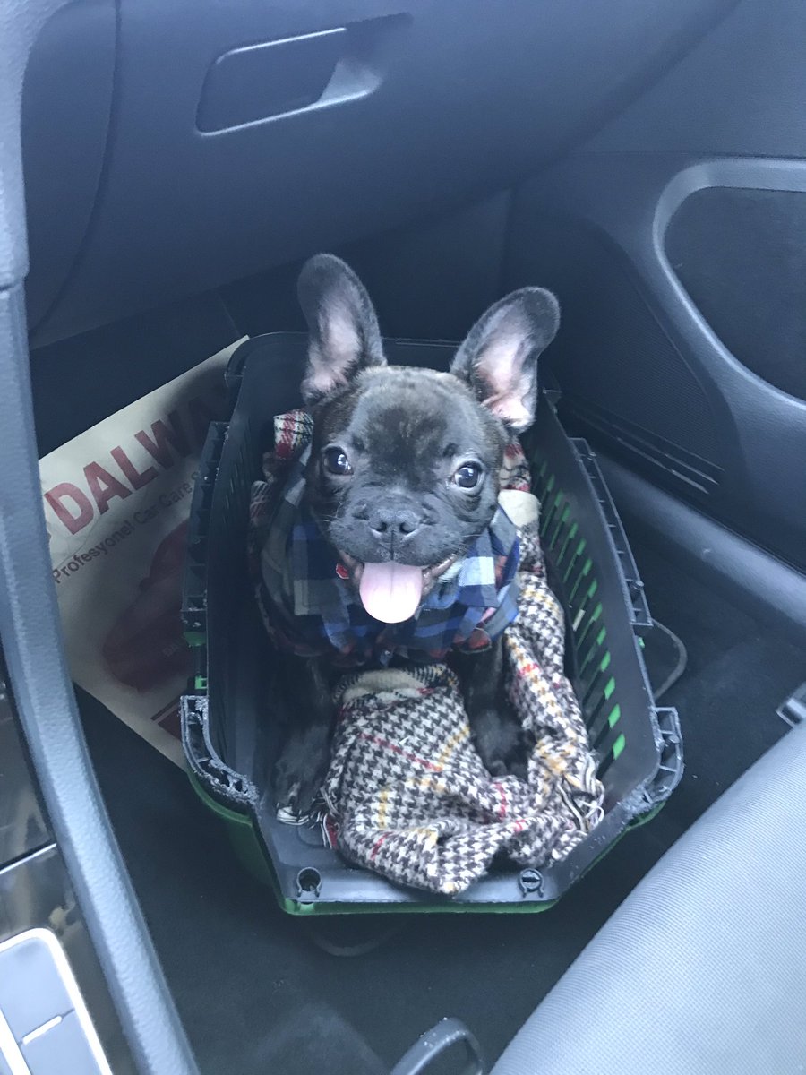 #EnSevdiğimHayvan tabiiki yakışıklı oğlum Herkül’üm... tipe baksanıza nasıl sevilmez.) <a href="/nihatsirdar/">Nihat Sırdar</a> <a href="/RadyoSivrisinek/">Sivrisinek</a>