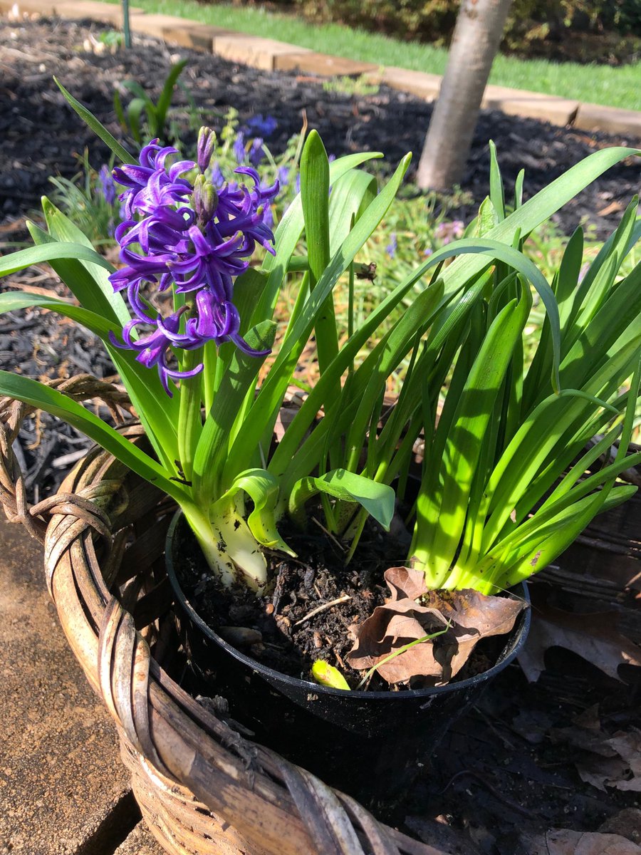 janekscott's tweet photo. “God has written the promise of resurrection, not in books alone, but in every leaf in springtime.” - ML https://t.co/ioVcPWP5C7