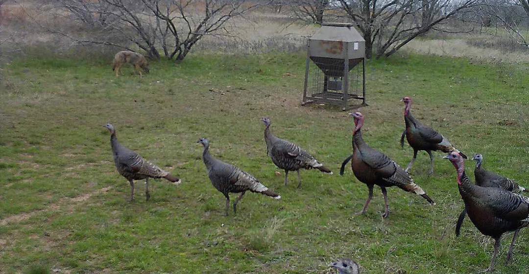 TPWDnews's tweet image. This coyote is patiently awaiting Spring #turkeyseason, which opens in the South Zone Saturday. Check regs at bit.ly/Turkey-Seasons…
 
#HuntTx pic: Alan Jones