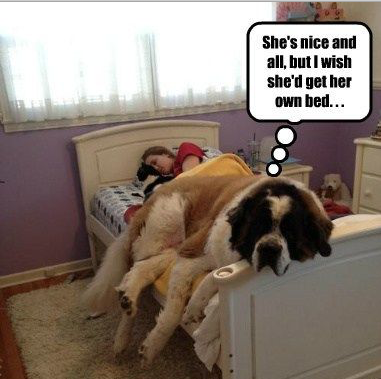 WeLoveDogsUSA's tweet photo. "Dogs Hogging Beds"

Do you have a dog who thinks YOUR bed is HIS bed? Sends us a photo; we'll post the best ones!

Is this a #BerneseMountainDog or a mix (notice the light brown on his back)

#BigDogs #BiggestDogs #DogsHoggingBeds #YourBedIsHisDogsBed 
#DogsHoggingYourBed https://t.co/qElb6Al9hE