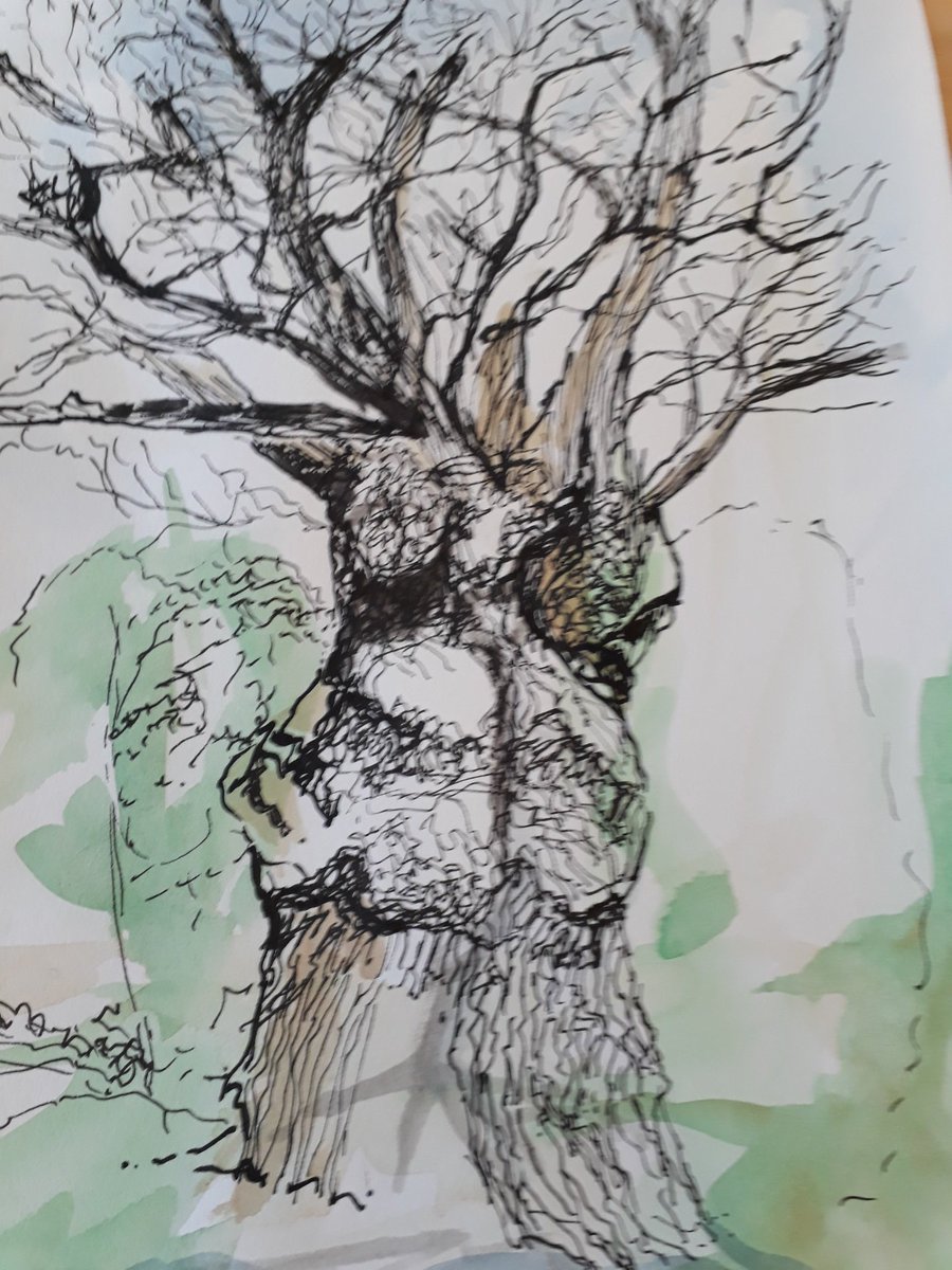 CorrinTulk's tweet photo. The majestic #kingoak @fairhavengarden #penandink in progress @BroadsNP exhibition open this weekend 16&17 March 11-4pm https://t.co/yJxJJFNlbr