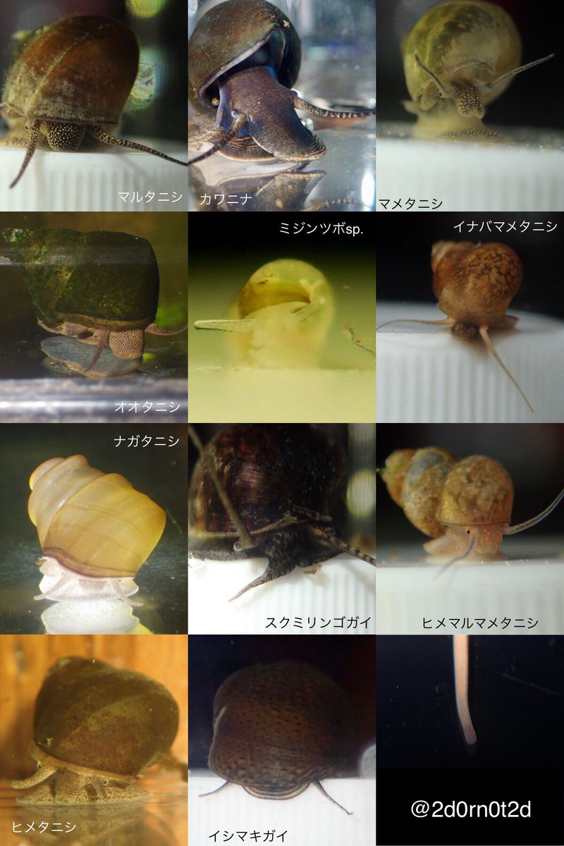 まふゆのうじ Yutoad1 淡水貝類については日本産淡水貝類図鑑 がオススメですね 生態写真が多いので野外での観察にも使いやすいと思います 飼育は種によりますね ヒラマキガイ科 小型のモノアラガイ類 カワニナ類 イシマキガイなんかは割と飼い