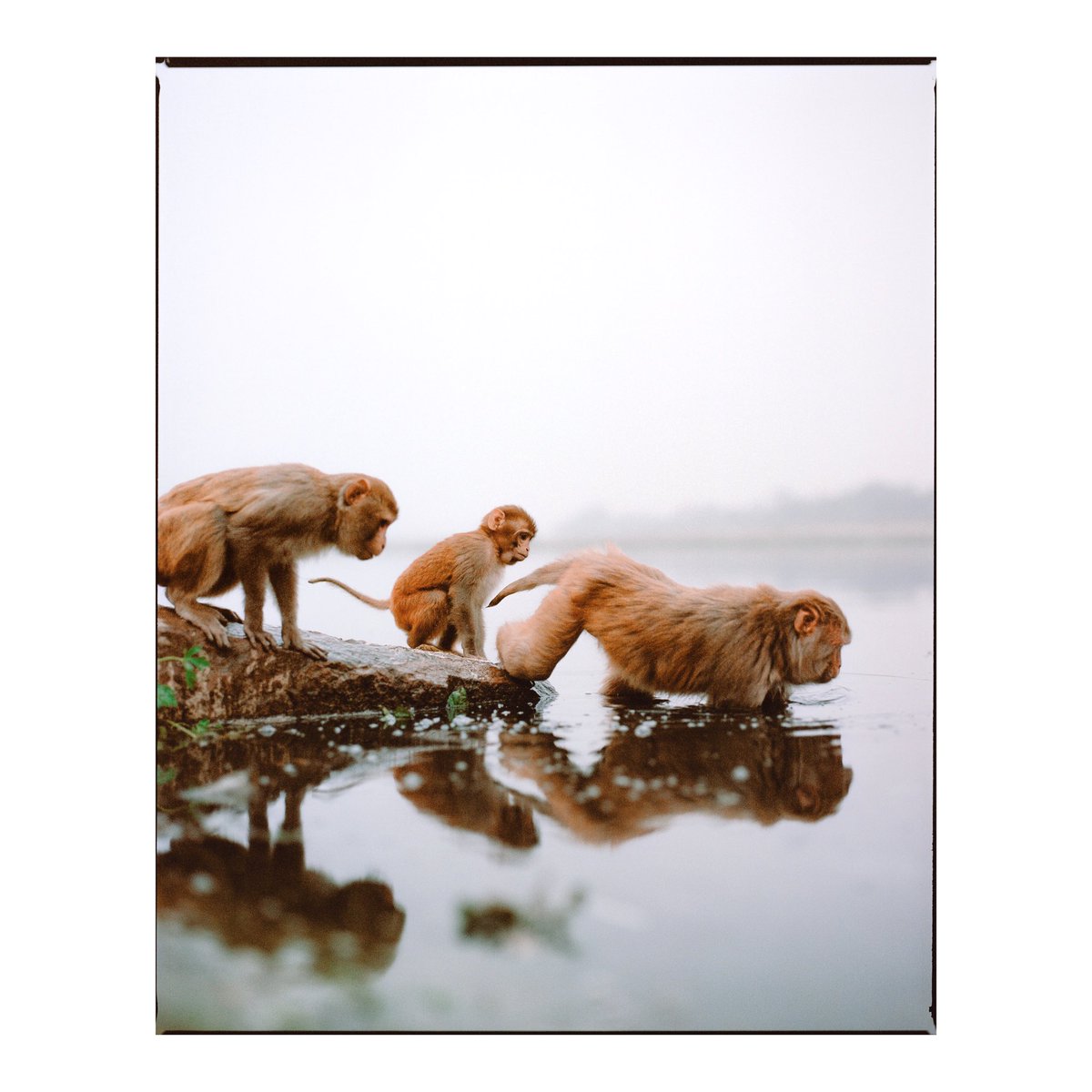 ioegreer's tweet photo. agra locals #120film #6x7 https://t.co/4KuaWOEO9l