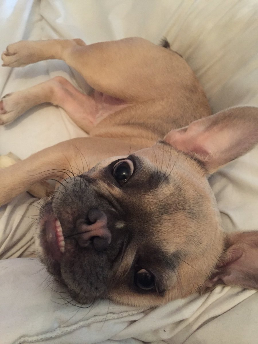 SarahNapper's tweet image. A week left of bedrest... Someone is getting impatient and has so much energy she can’t expend!