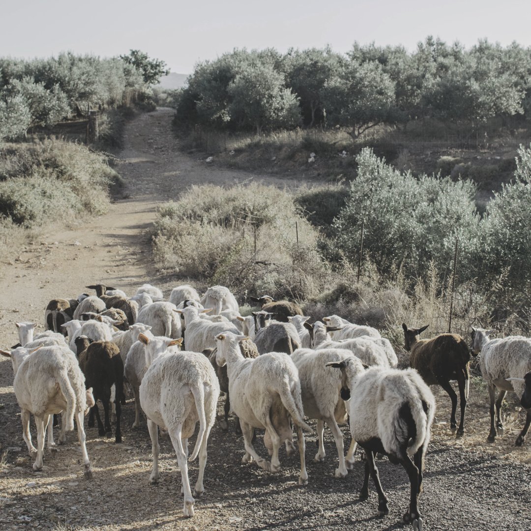 ILiveActivated's tweet image. Are you part of a herd or a lone wolf?
Give us a reply and let us know.

#hardwork #hardworking #dedication #passion #goals #passion #passionate #sweat #sweatequity #achieveyourgoals #motivation #inspiration #beyourself #beyourbestself #beyourbestyou