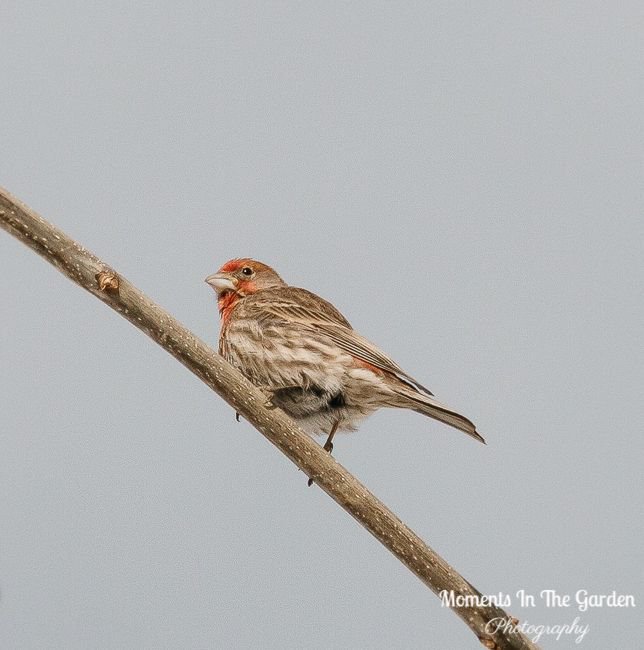 There are certainly signs of spring when there are an abundance of birds in the garden.  Love their bird song but hard to capture on camera.  #signsofspring #redhousefinch #birdsong #momentsinthegardenphotography