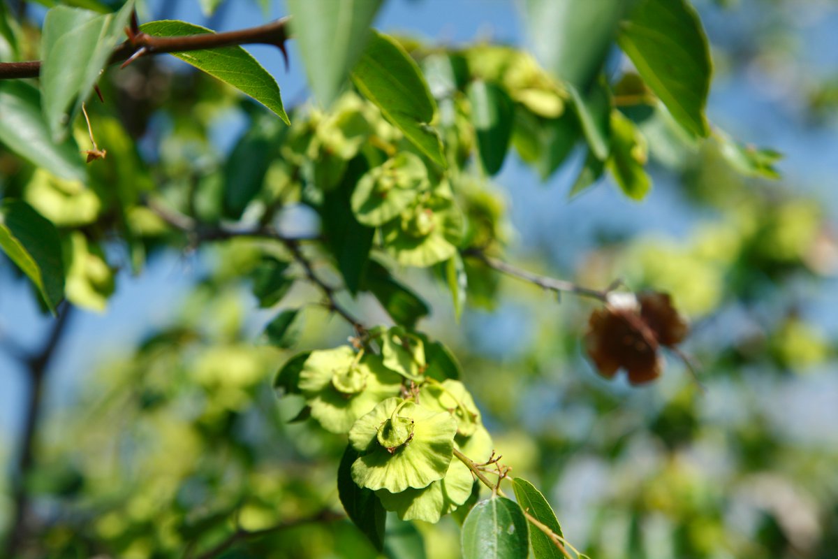 First blooms in our Lohsa estate

#blooming #nature #vineyards #poliziano #lohsa #maremma #toscana #vinonobile #morellinodiscansano #montepulciano #polizianowinery