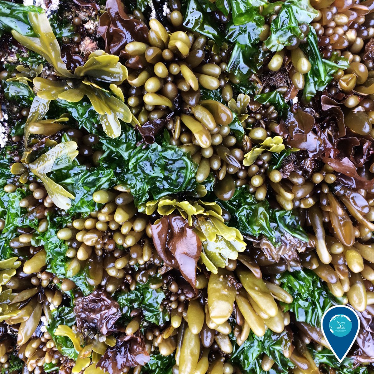 sanctuaries's tweet photo. Algae the first to say there's a lot of seaweed growing here! What species can you spot?
#EarthIsBlue https://t.co/HGAF5q6Shz