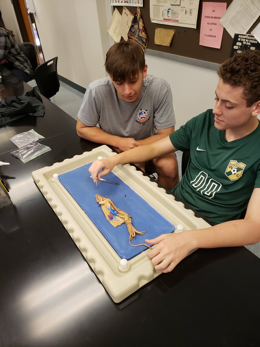 aaronharwood8's tweet photo. Calimari anyone? #WareCountyHigh students dissecting squid during the @southGAstate STEM Day. @apcoker @PrincipalBert @MillieP38292829 https://t.co/narfAWBcfF