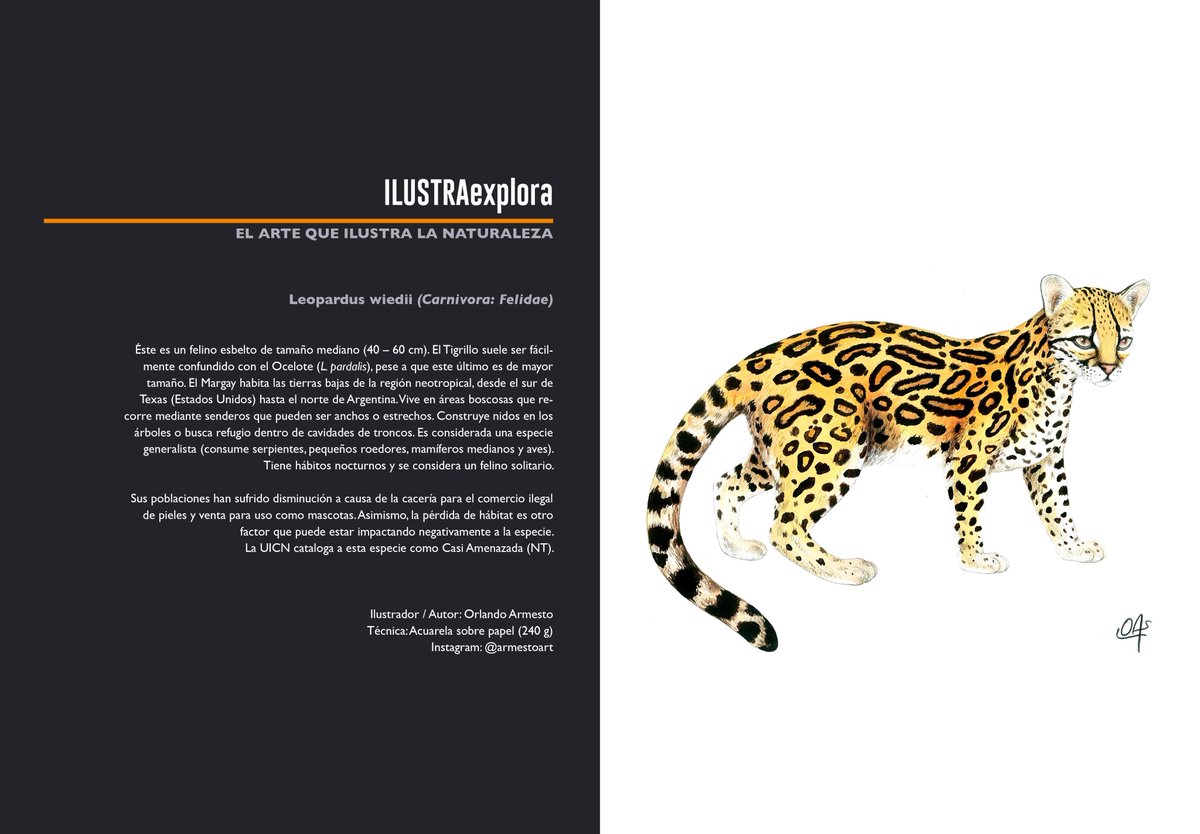 Explora_ABD's tweet photo. #EXPLORA #ExploraMagazine
#IlustraExplora EL ARTE QUE ILUSTRA LA NATURALEZA
Edición Nro 04 de revista EXPLORA
Ilustración por Orlando Armesto @Armesto24
#ConoceresConservar https://t.co/AEbuNsDI9l