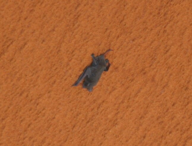 TylerG1998's tweet photo. #OTD in 2009, this little guy had held on to my external tank as I launched the STS-119 mission. It was fun getting to know Space Bat; I’m certain he enjoyed his fantastic (but rather short) flight. May he Rest In Peace. 😥 https://t.co/5TVDQlZJqp