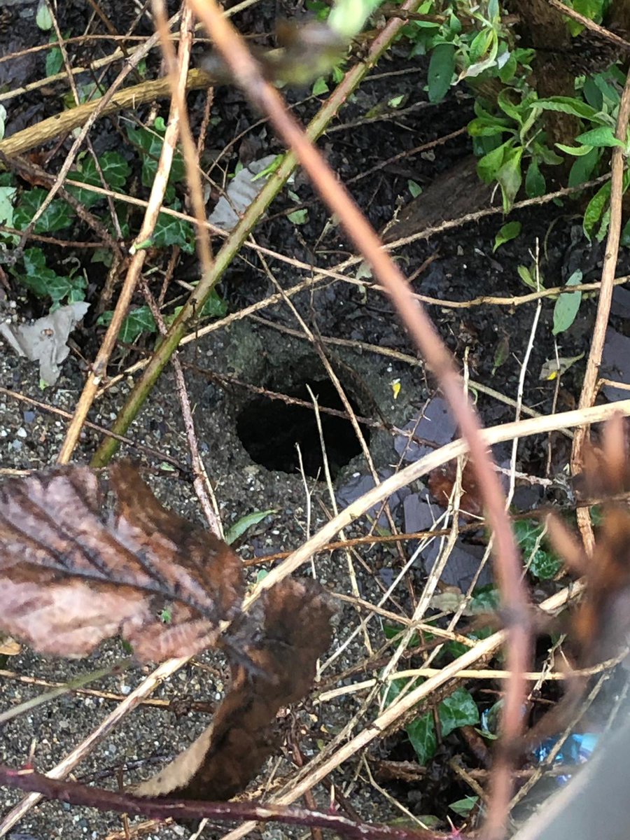 sstrikepest's tweet photo. Signs of rats...their burrows! These are likely to be under bushes or areas of dense vegetation.

This particular burrow was close to overflowing communal bins for an apartment block...easy access to food!

#suddenstrike #pestcontrol #Cheshire https://t.co/vm4BlJ7FoN