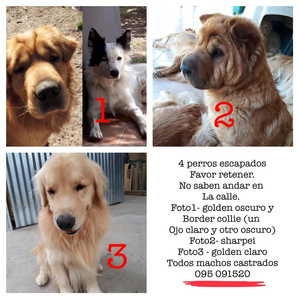 patasdoradas's tweet photo. Aparecieron los de la foto 1 y 3!! Falta que aparezca Chico de la foto 2.
Gracias a todos por ayudarnos  en la búsqueda. 
095 091 520 Fabrizio. https://t.co/TkYTATBEif