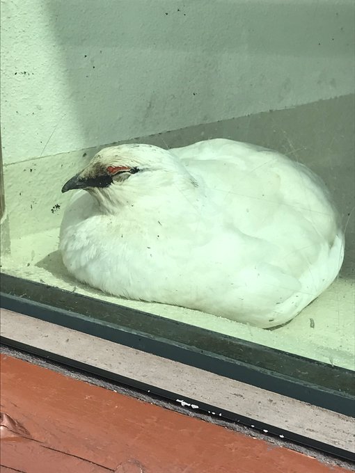 ライチョウのtwitterイラスト検索結果 古い順