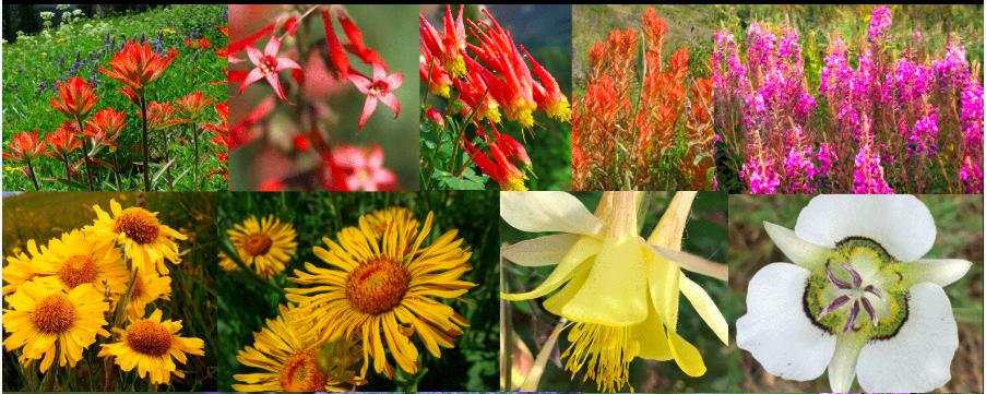 cbwildflowers's tweet photo. Member Registration is just 10 days away! Are you a member yet? - https://t.co/l6ISJVC24w https://t.co/lSiTX6ZcAz