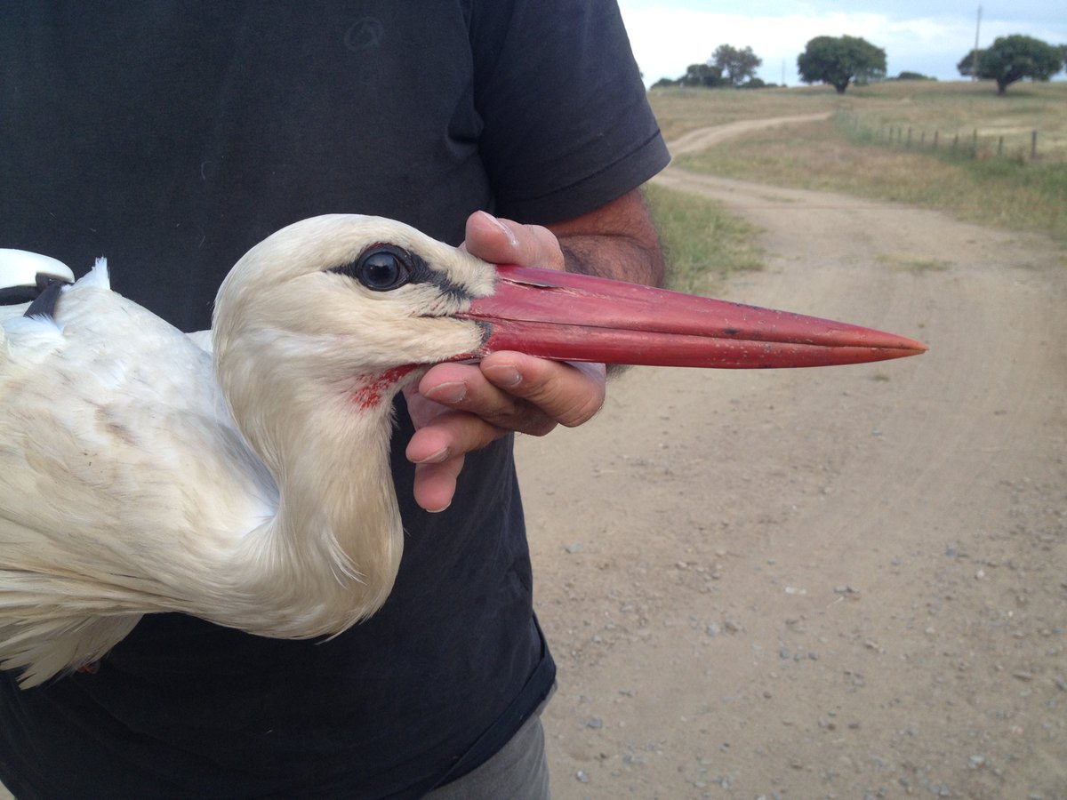 #BirdsOnTheMove team has started the 2019 fieldwork season with the   ambitious goal of tagging 55 adult white-storks in Portugal! So far 17   @Movetech_GPS deployed! Looking forward to follow their movements and find out what triggers bird migration! #ornithology #WhiteStorks