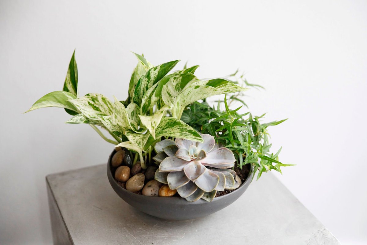 Jennifer is teaching our next class Tuesday, March 19 at 7:00 pm. It's all about plants and how to arrange them in a beautiful display. Lots of technique, you'll learn be able to make decor for your home or as gifts. jmorrisflowers.com.