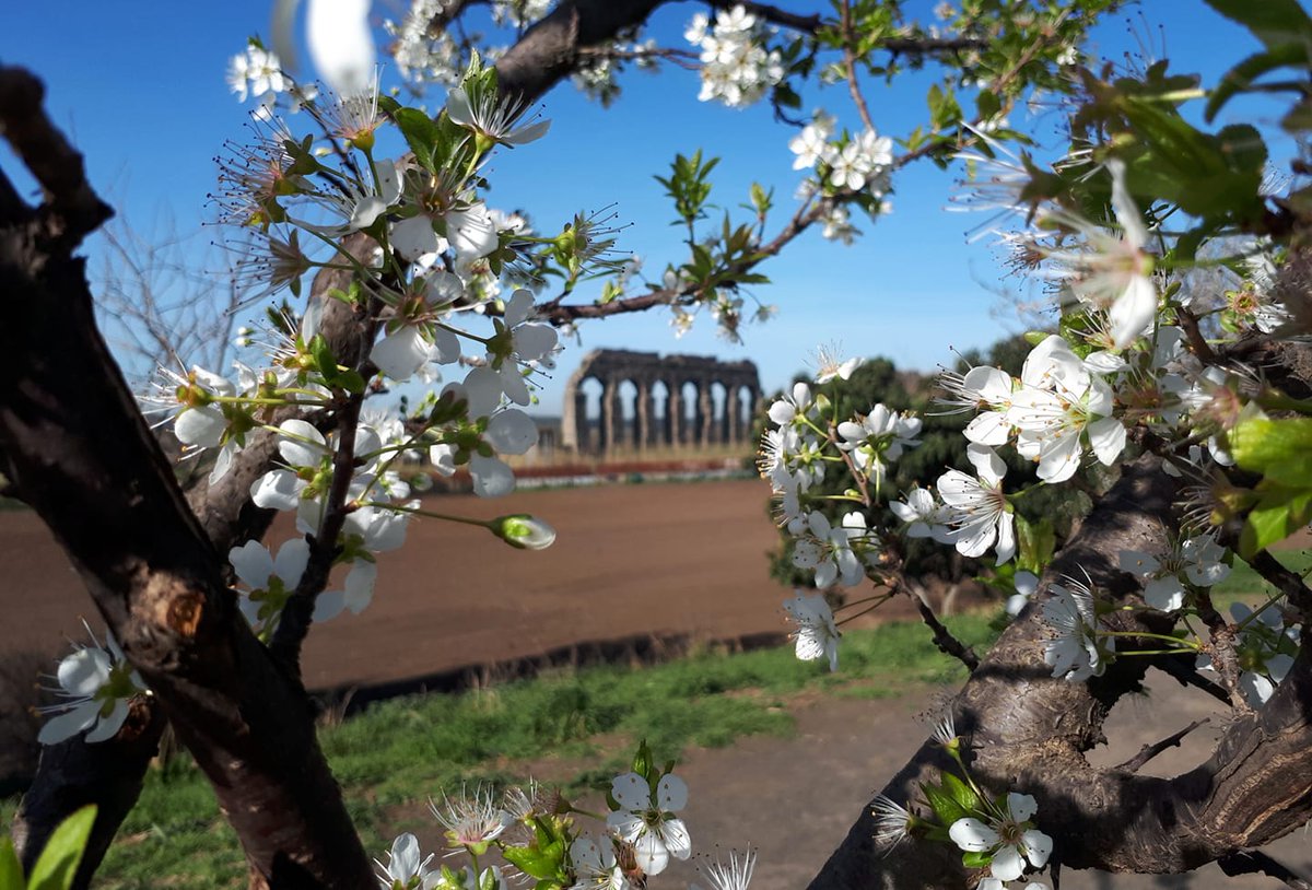 Oggi il nostro bellissimo @parcoacquedotti è così...
ph. Parco degli Acquedotti Roma (FB) @giovanniligato 
#15marzo #giuliocesare #calendariogiuliano #IdidiMarzo #acquedottoclaudio #susino