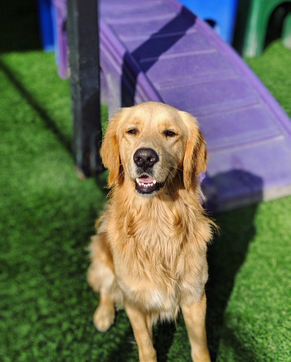 PawCommons's tweet image. Smiling because Friday is finally here! 😃
.⠀⠀
.⠀⠀
. How will your pup spend the weekend?
.⠀⠀
.⠀⠀
.⠀⠀
.⠀⠀
#dog #dogs #sandiego #baypark #hillcrest #encinitas #gilbert #california #cali #arizona #kissmypaws #pawcommons #friday #sunshine #golden #goldenretriever