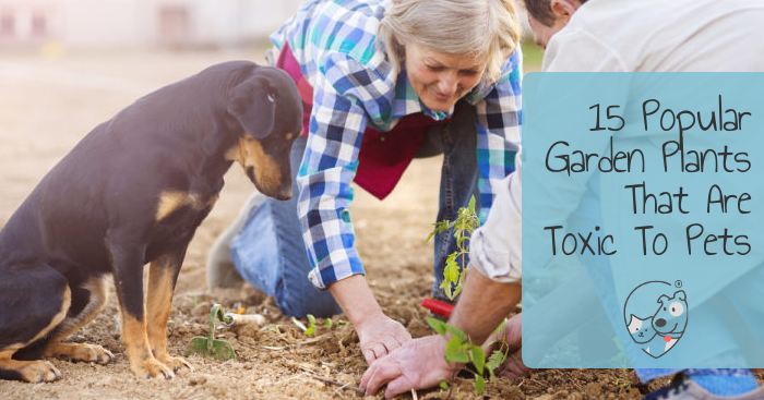 15 Popular Garden Plants That Are Toxic To Pets
Lots of botanicals that can be toxic to cats and dogs &amp; a little research can prevent a big problem.
softspotapp.com/15-popular-gar…

#dogs #pets #vets #cats #dog #cat #veterinary #petparents #petcare #petcareservices #petparent #petstyle