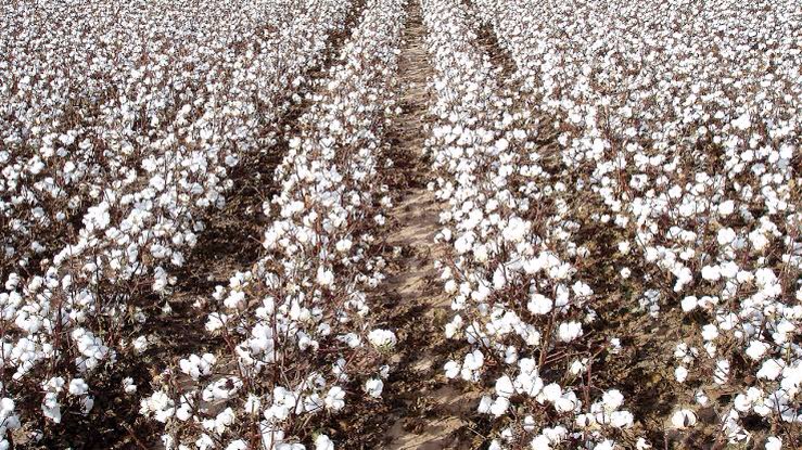 OvieAli's tweet photo. Nigeria spends $4billon importing textile and clothes from China yearly. With CBN forex ban on textile,the Chinese are forced to invest $600 million to build a Kano Textile; their Ondo factories are already producing. And Cotton farmers will be the newest billionaires in Nigeria. https://t.co/JfCvqCazCW