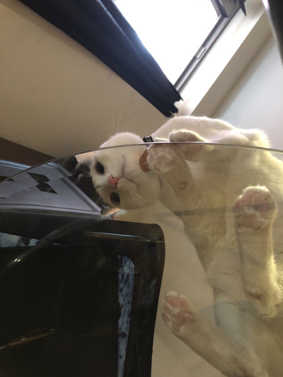 dancingchefabby's tweet photo. Oh hi there! #jellybeantoes #catsonglass https://t.co/d96Cnbn3Vj