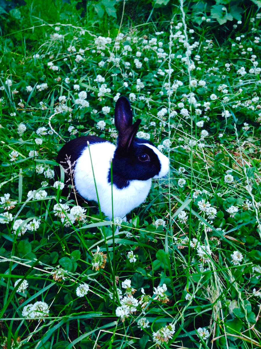 chebis06's tweet photo. @AssoWhiteRabbit Bonjour, Auriez vous des teeshirts WhiteRabbit en vente ? Bravo et Merci🥰 pour votre implication auprès des Lapins 🐰😍 https://t.co/0RuGkr94sZ