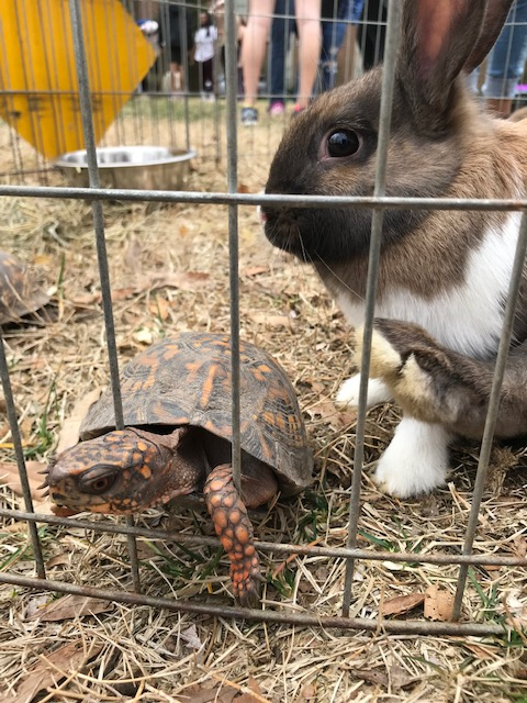 RandolphMacon's tweet image. TODAY until 4 p.m.: Come to the Petting Zoo at Mary Branch Circle! Thank you, @RMCCAB, for hosting this fun, furry activity! @RMCOSL