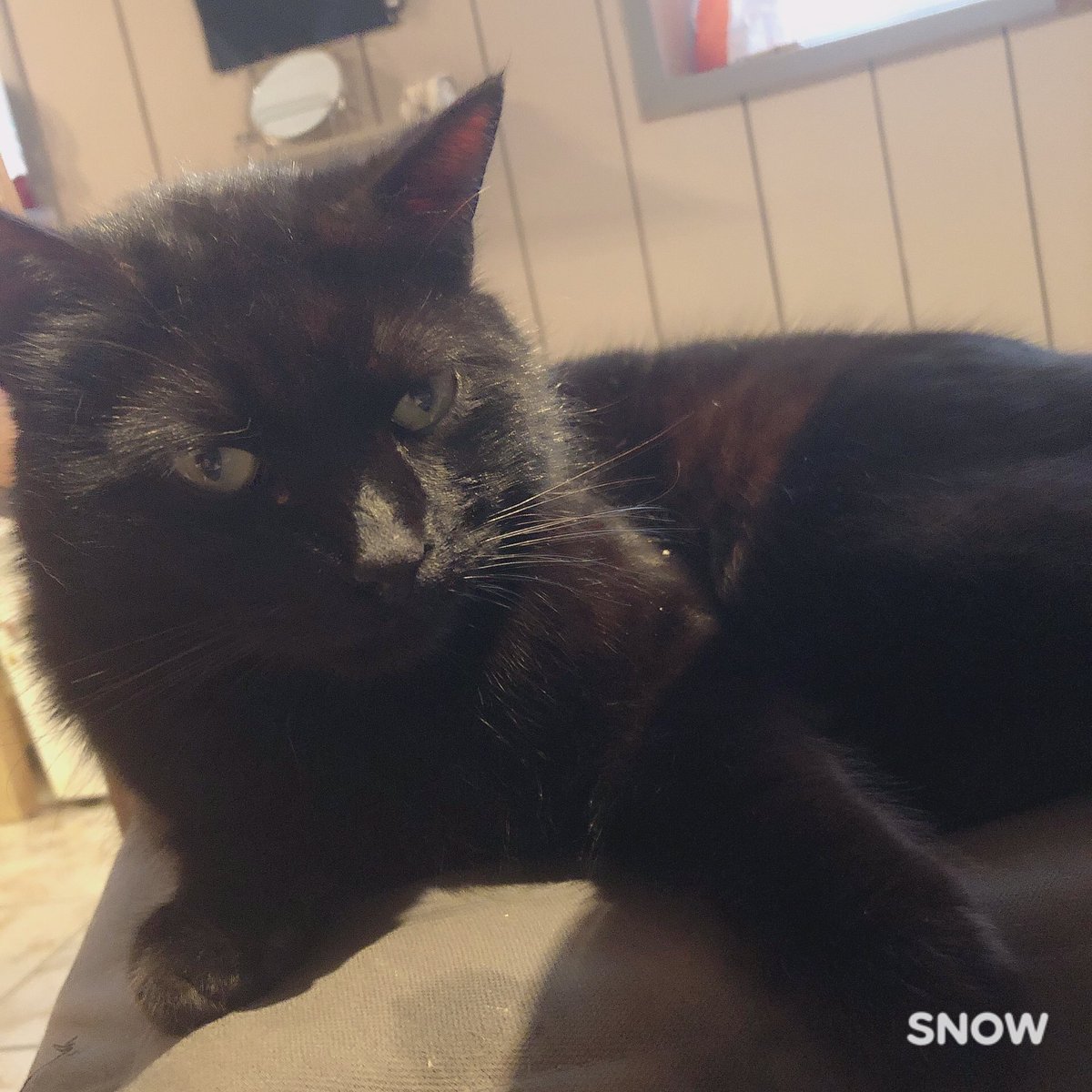 || Hi guys ! Do you have any pets ? Lemme see them uwu. 

It’s Mowgli , my baby cat !