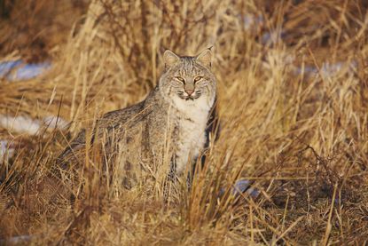 Bobcats in Connecticut? Yes, They’re Everywhere buff.ly/2uc2DV8