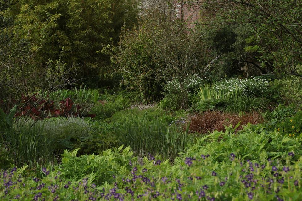CallyKevin's tweet photo. Today, Kevin received some fantastic photographs of Cally Gardens taken over the last 10 years. Even better, some of the photographs show plants that are maybe still lost under their neighbours and yet to be discovered and some pictures also include their labels! https://t.co/K9gNS4xji6
